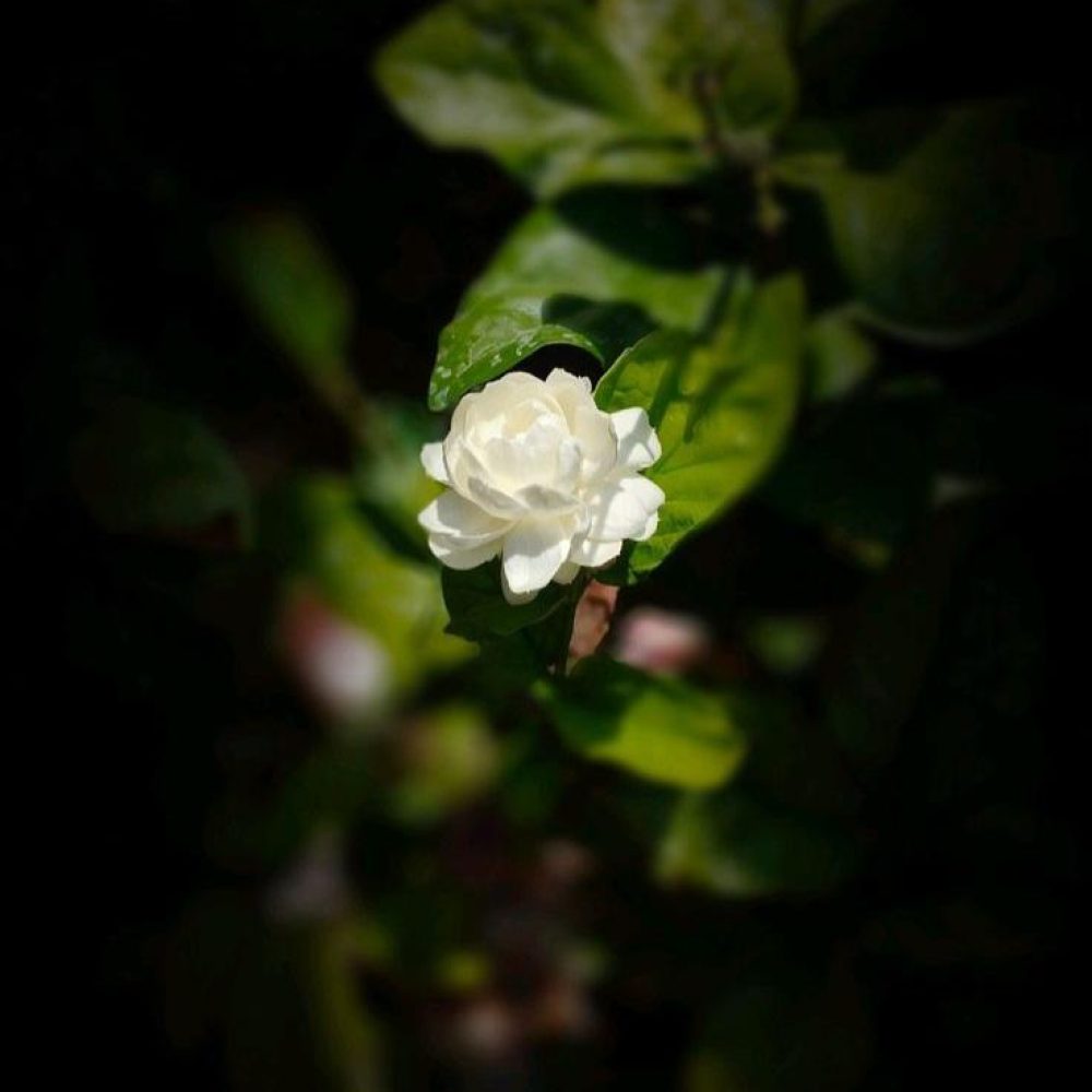 8220ff38994ea5b8526e4949b2ff60a4