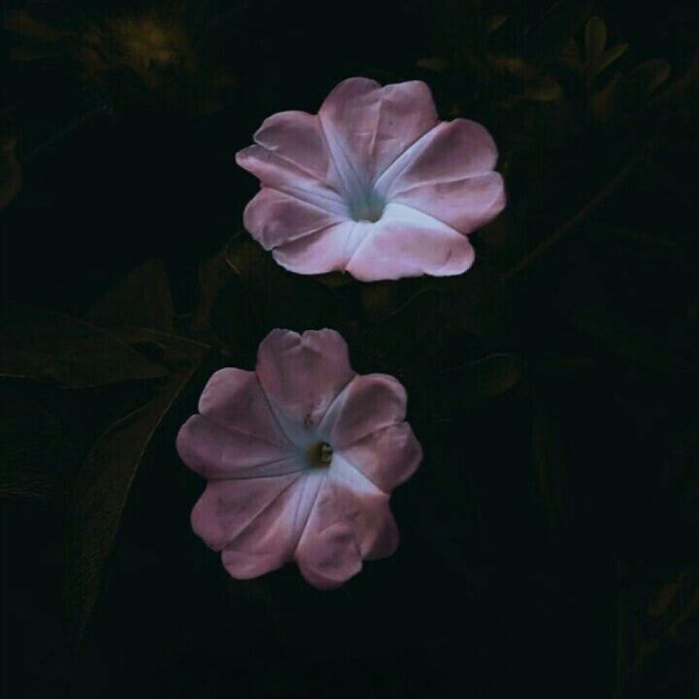 e47ae2e2c732381559e7f68966745064