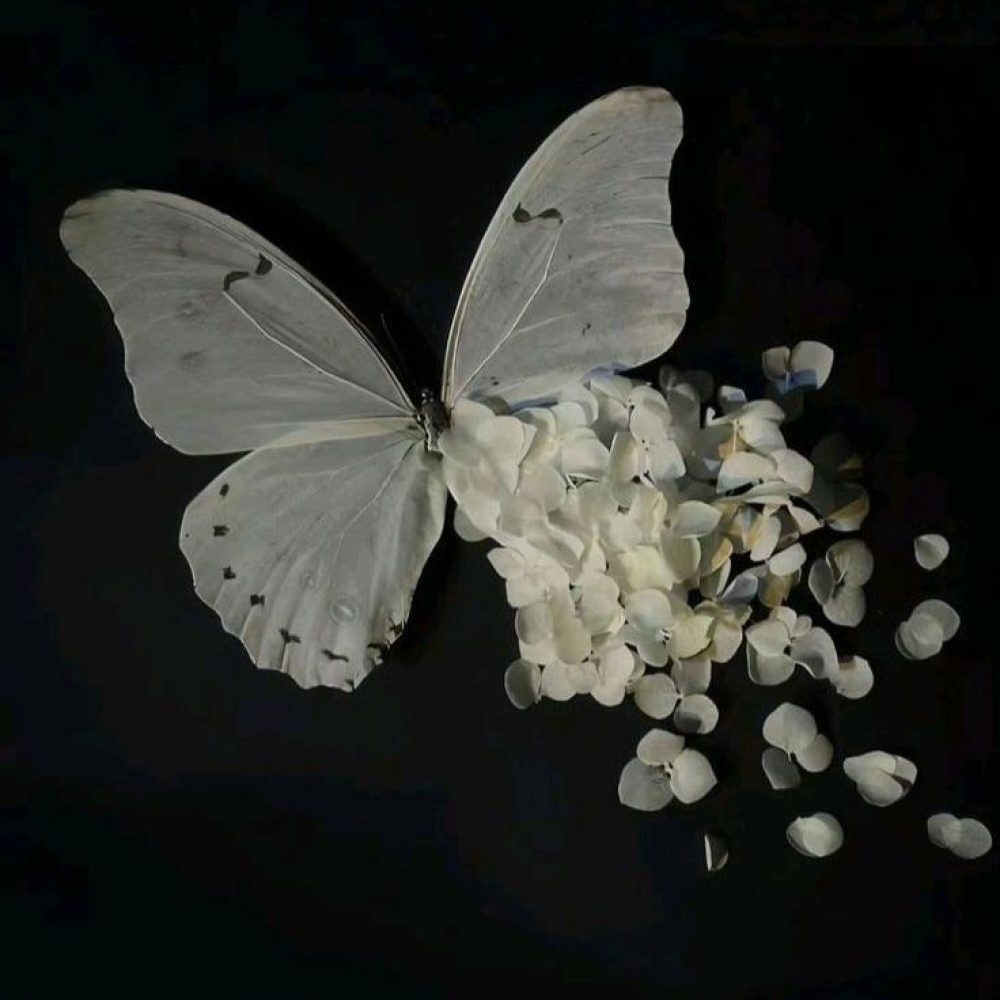 ed8cfd6c7c520a0915e7ace1ccbd3561